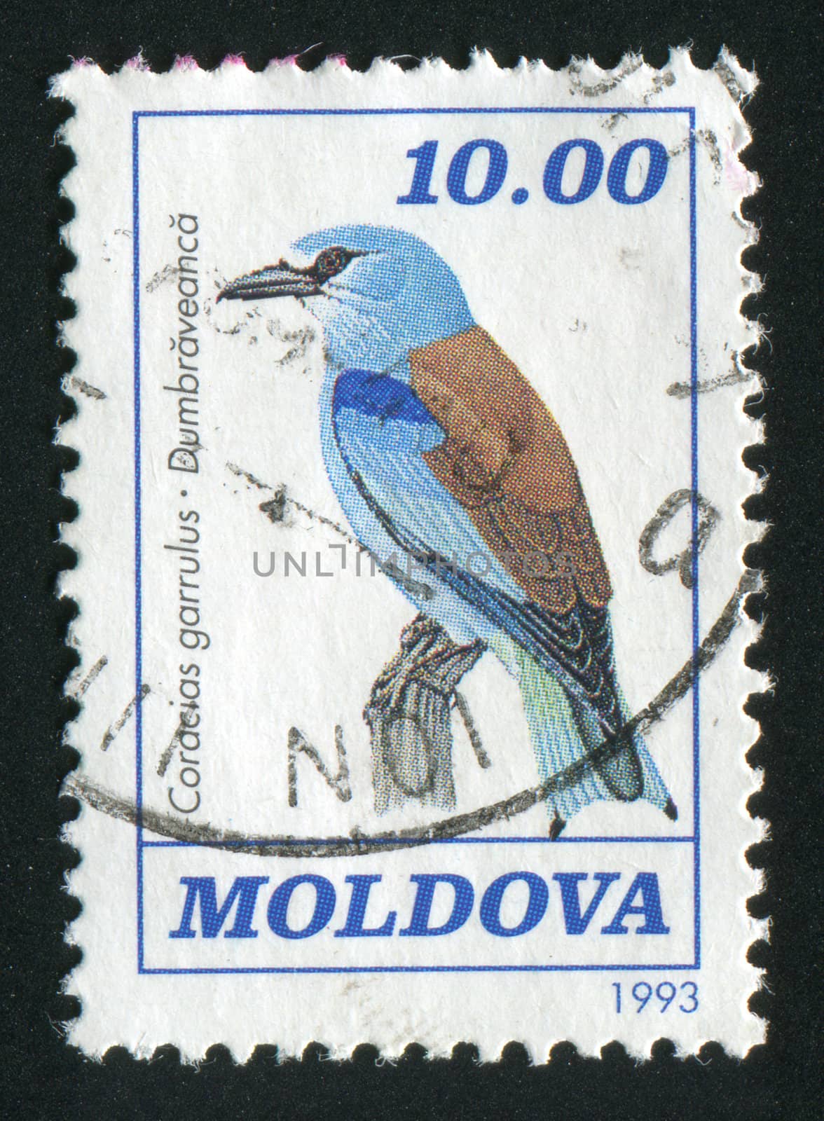MOLDOVA - CIRCA 1993: Bird on a branch, circa 1993.
