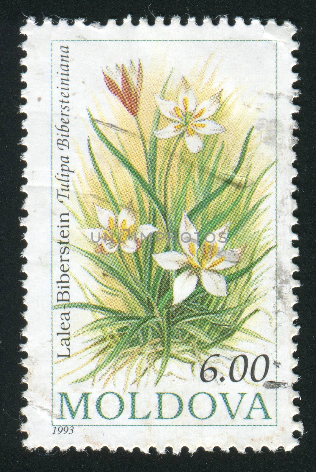 MOLDOVA - CIRCA 1993: Flowers. Pyrameis atalanta, circa 1993.