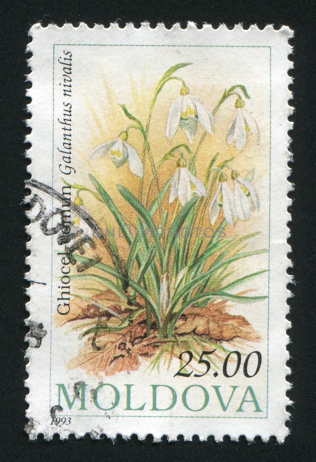 MOLDOVA - CIRCA 1993: Flowers. Saturnia pavonia, circa 1993.