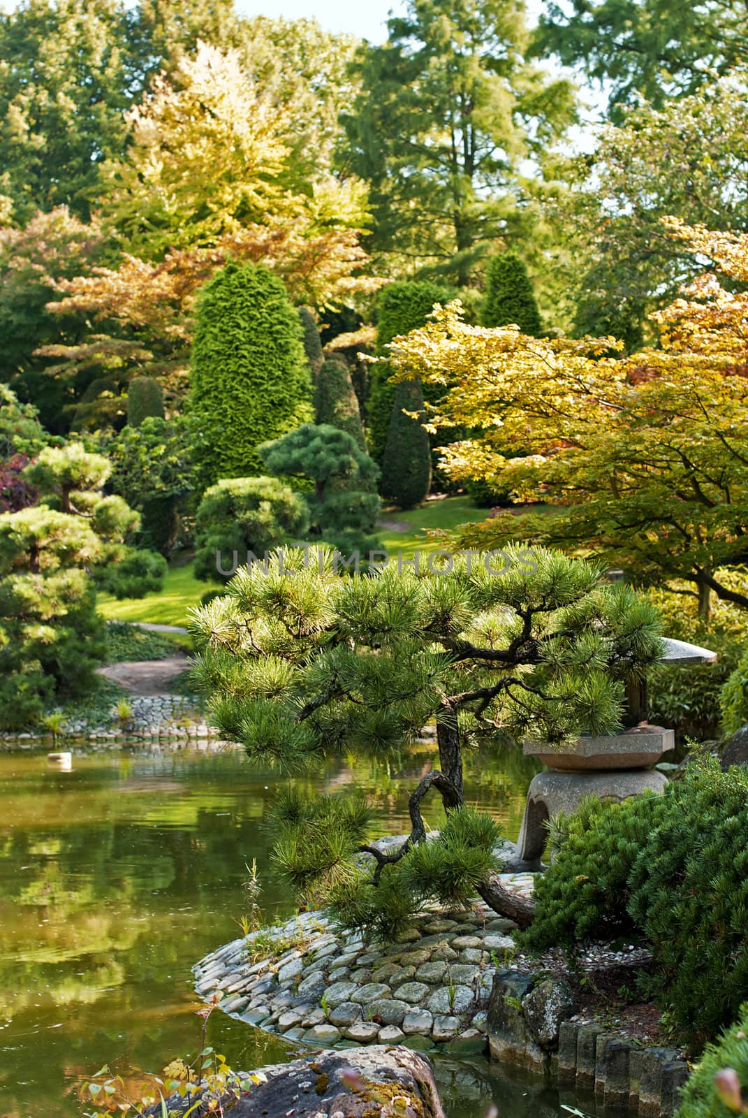 Japanese garden in early autumn, sunny and fresh