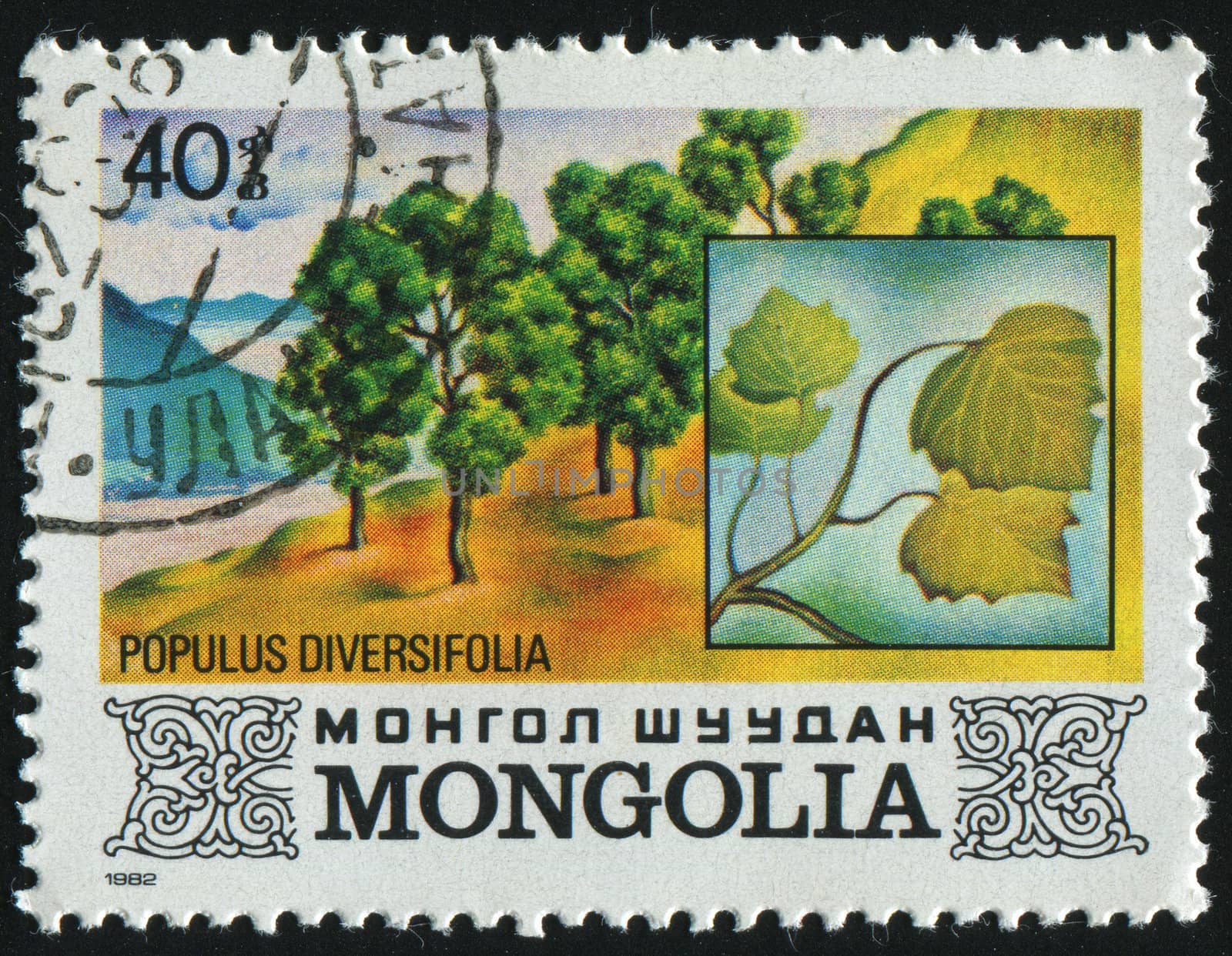 MONGOLIA - CIRCA 1982: Populus diversifolia. Tree, circa 1982.