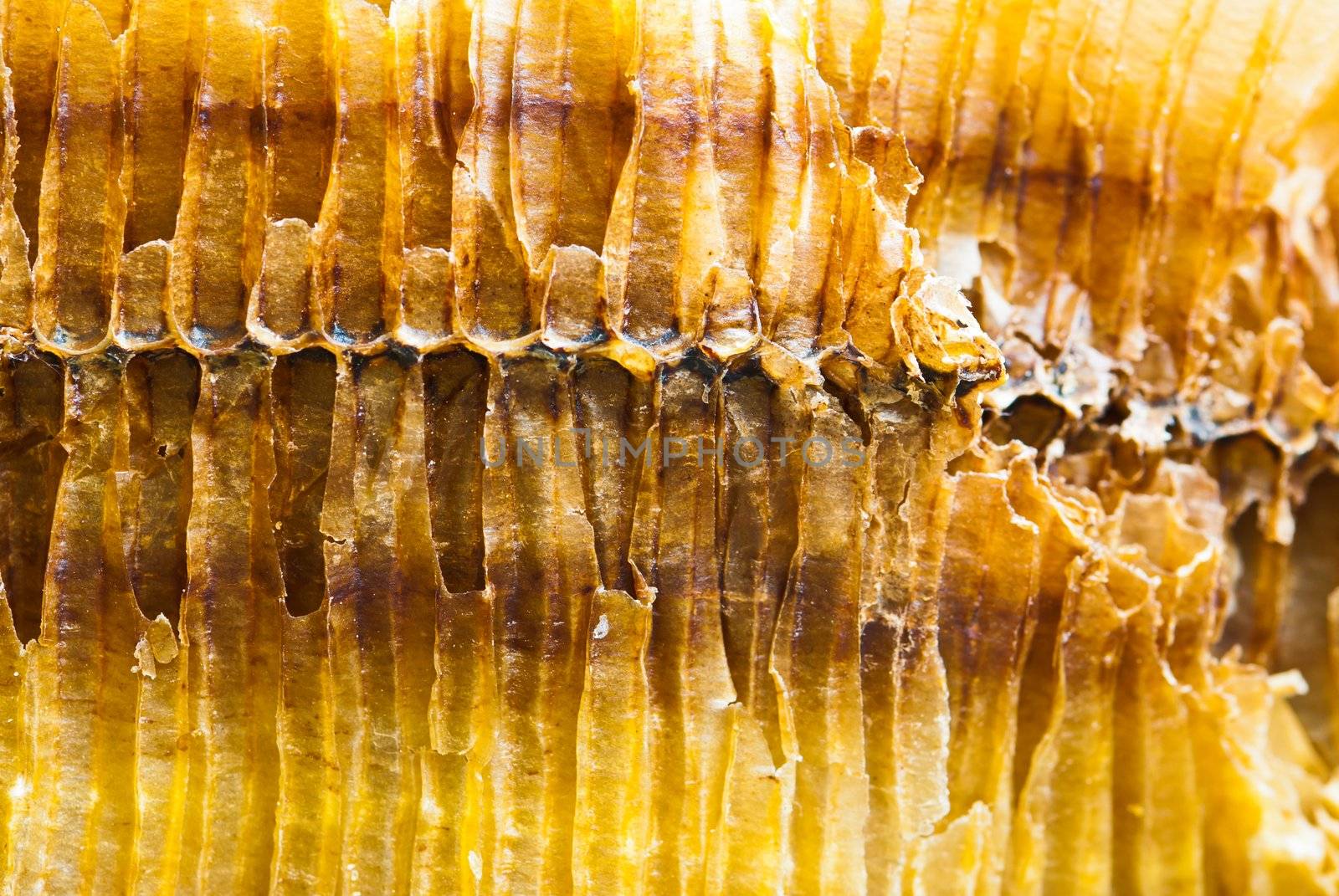 Closeup of the side of honey comb on a sunny day showing detail patterns and gradual lights
