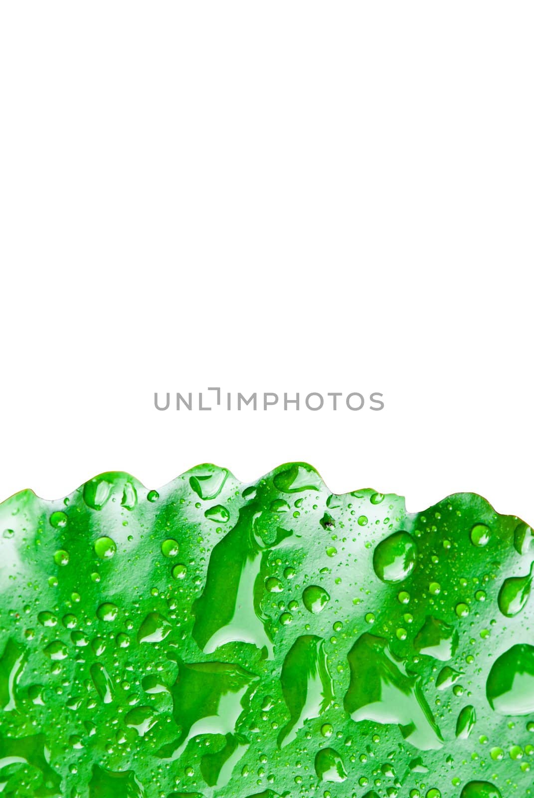 close up of rain drop on lotus leaf on the bottom on white background, can be use for health, environment related conceptual design
