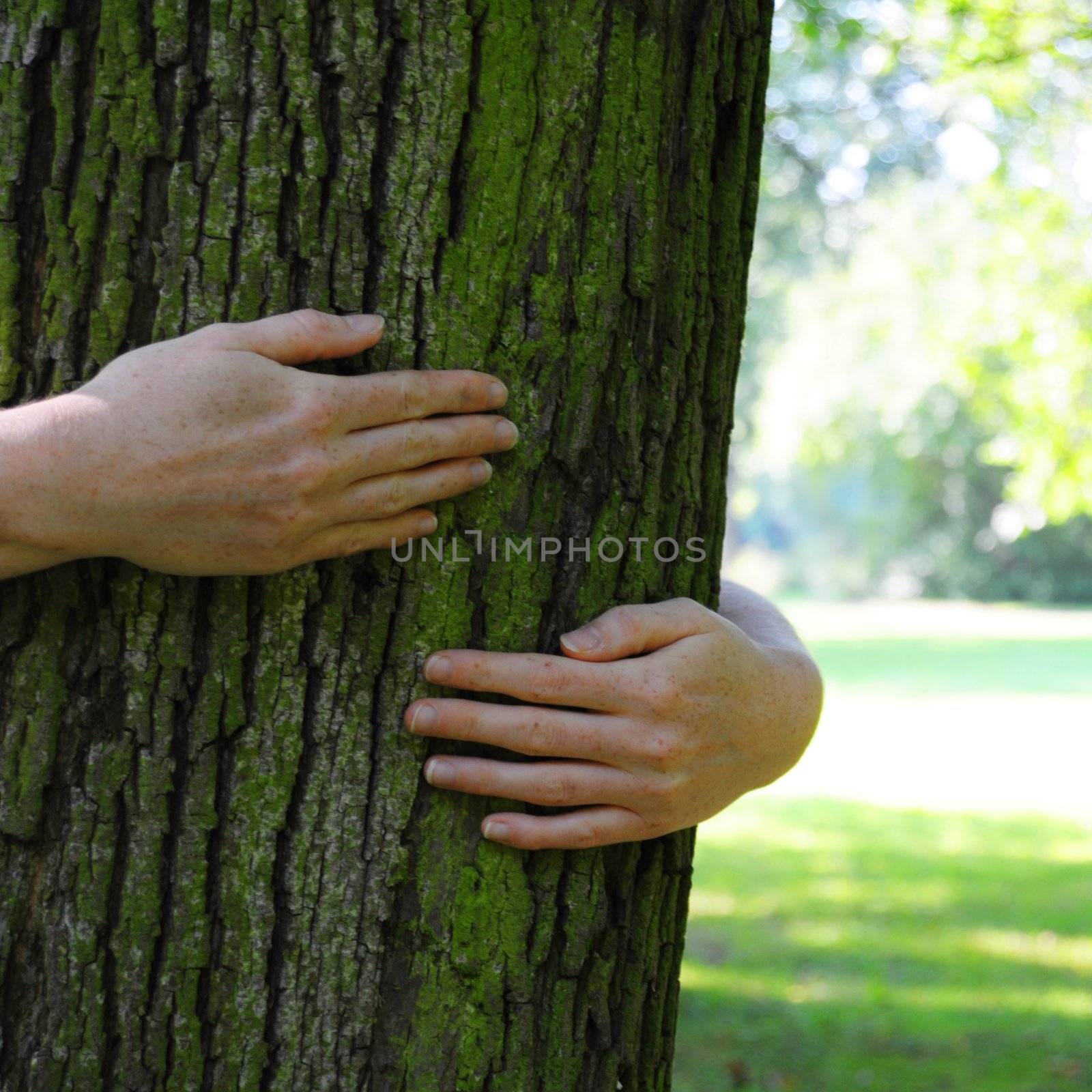 ecology eco or natore conservation concept with hand embracing a tree