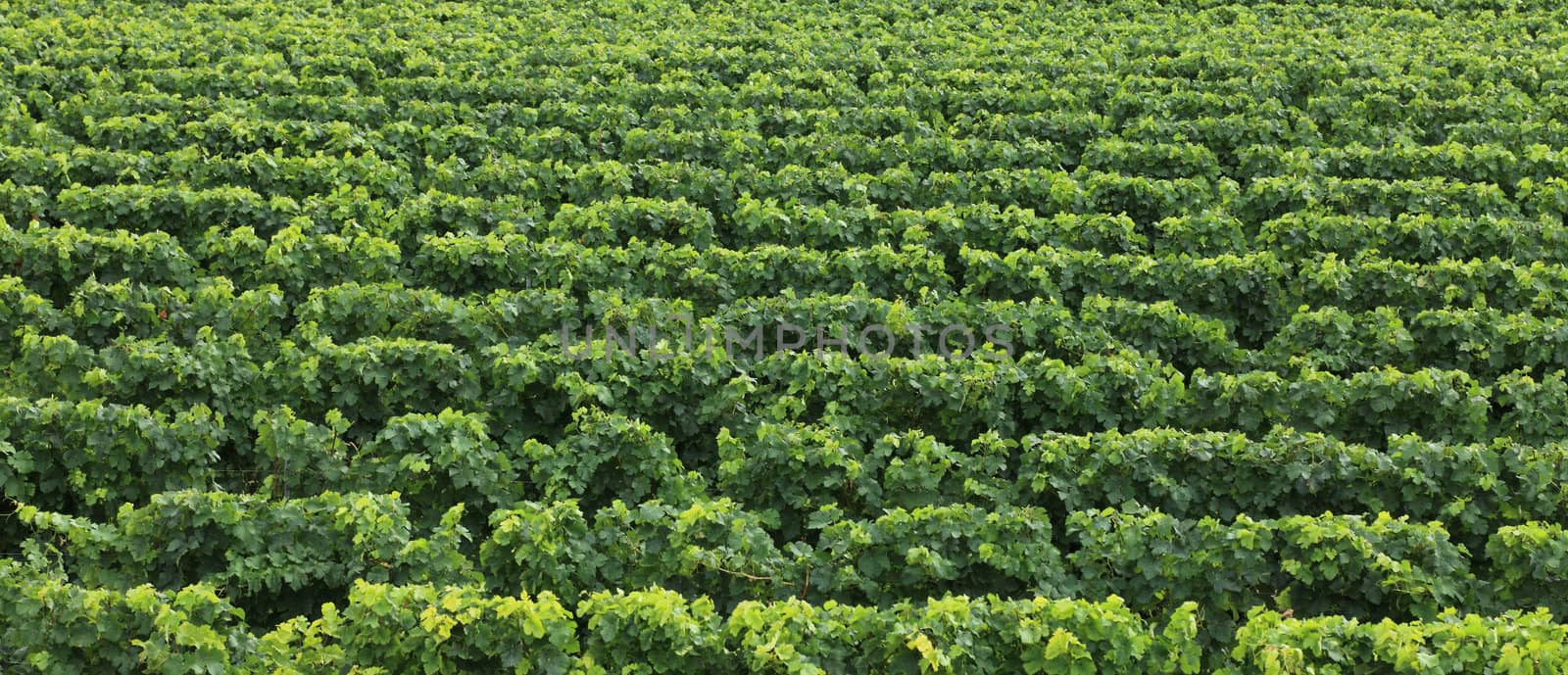 Upper image of a vineyard creating an interesting green natural texture.