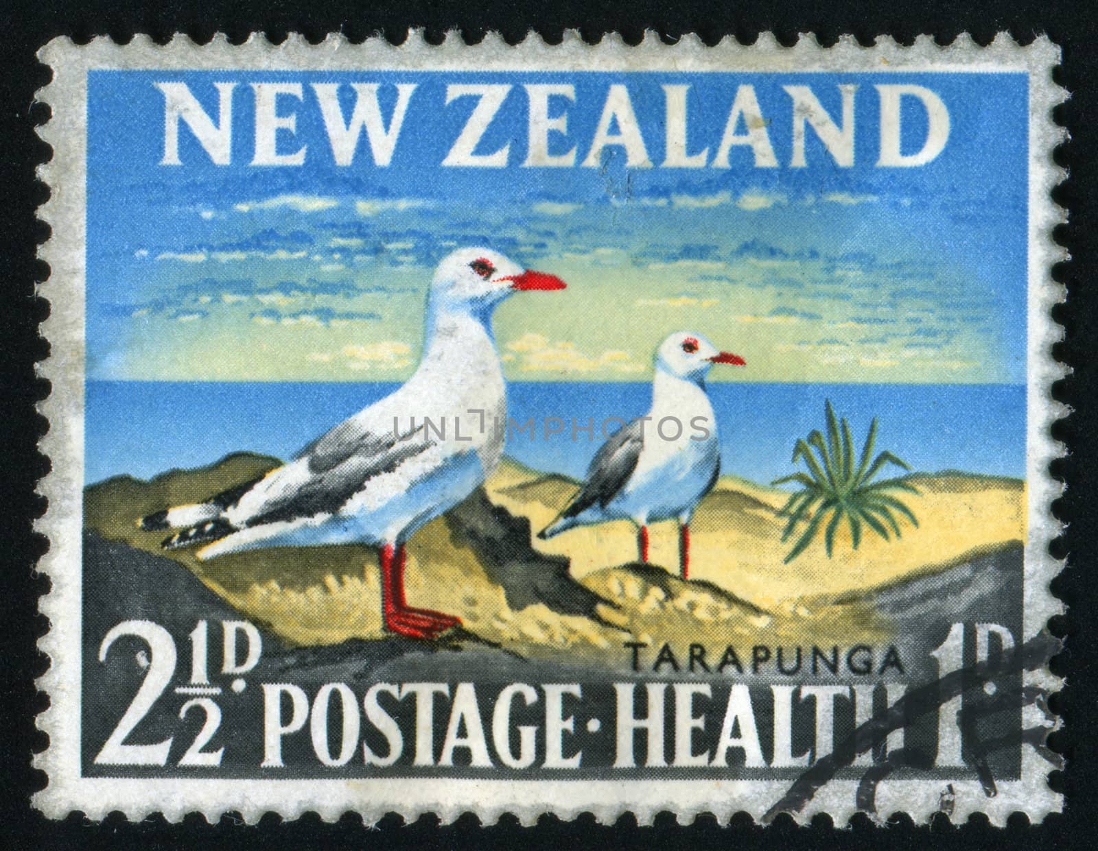NEW ZEALAND - CIRCA 1963: Two seagulls on a rock, circa 1963.