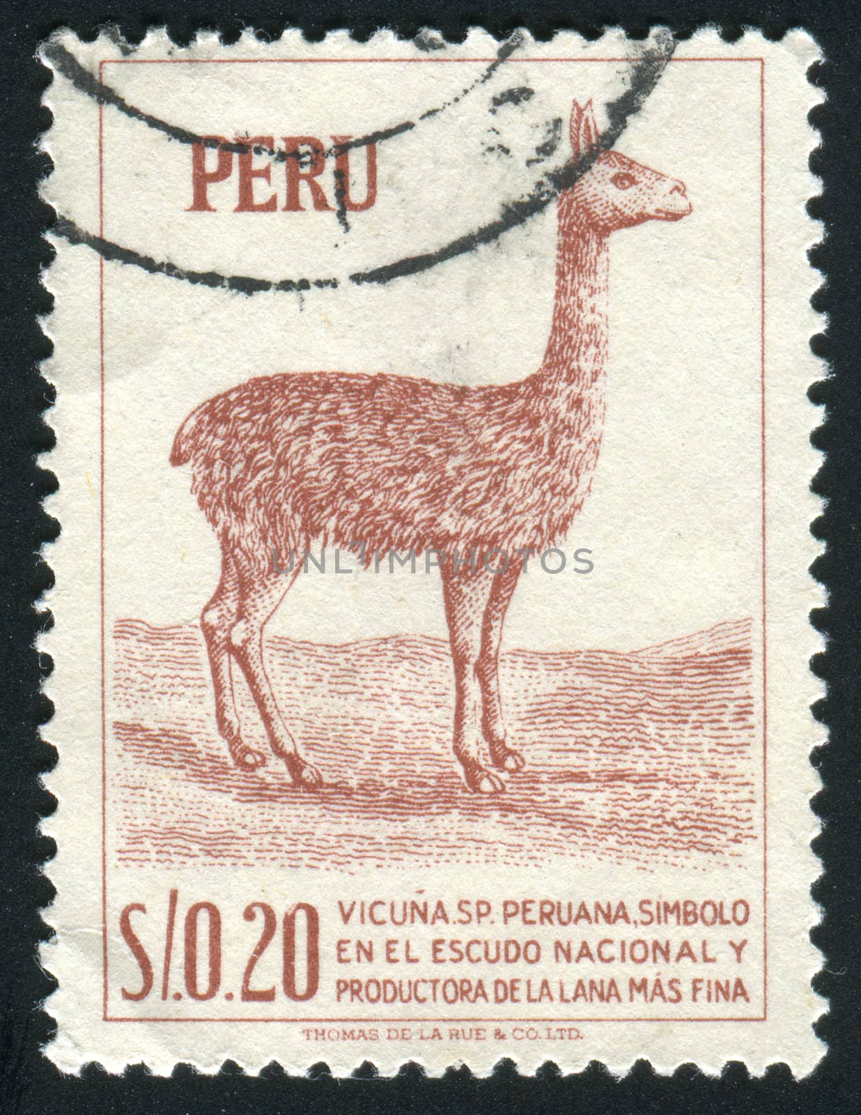 PERU - CIRCA 1979: llama is a South American camelid, widely used as a pack and meat animal by Andean cultures since pre-hispanic times, circa 1979.