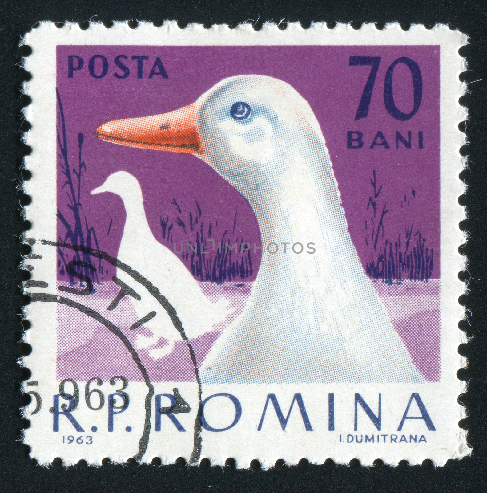 ROMANIA - CIRCA 1963: The image of a goose. Poultry, circa 1963.
