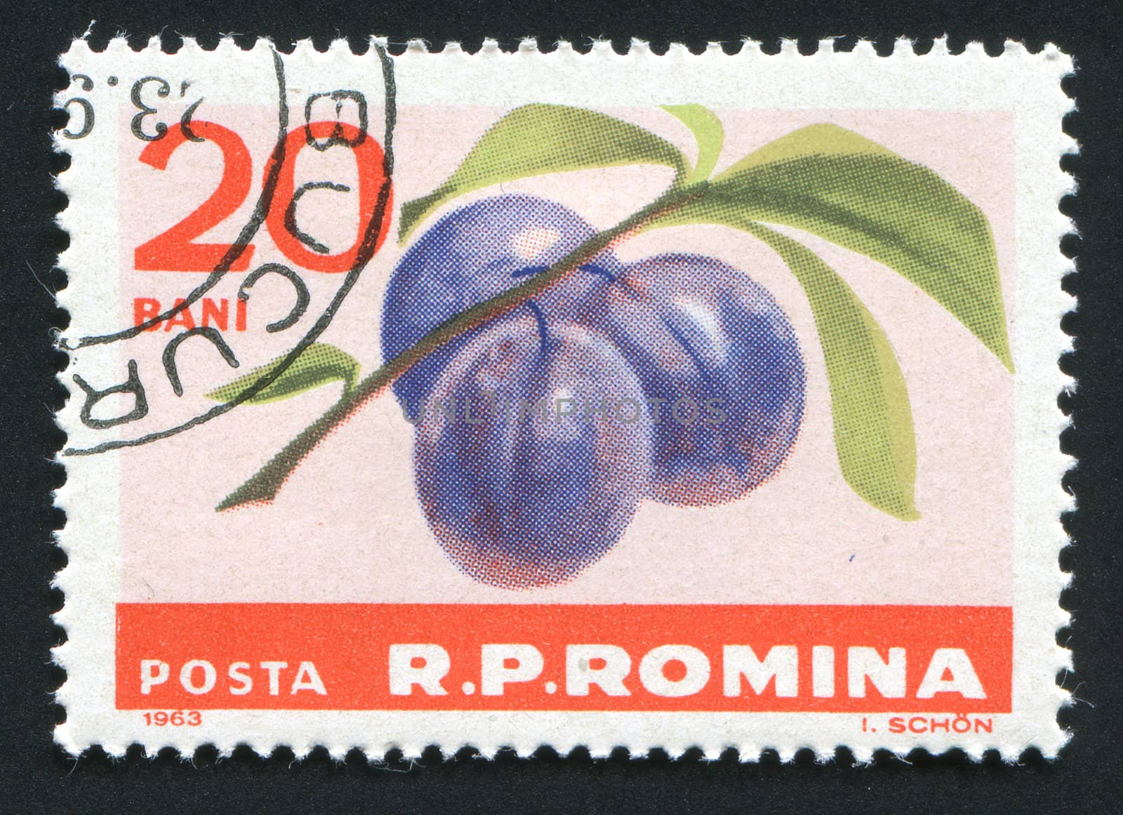 ROMANIA -CIRCA 1963: The plums hangs on a branch, circa 1963.
