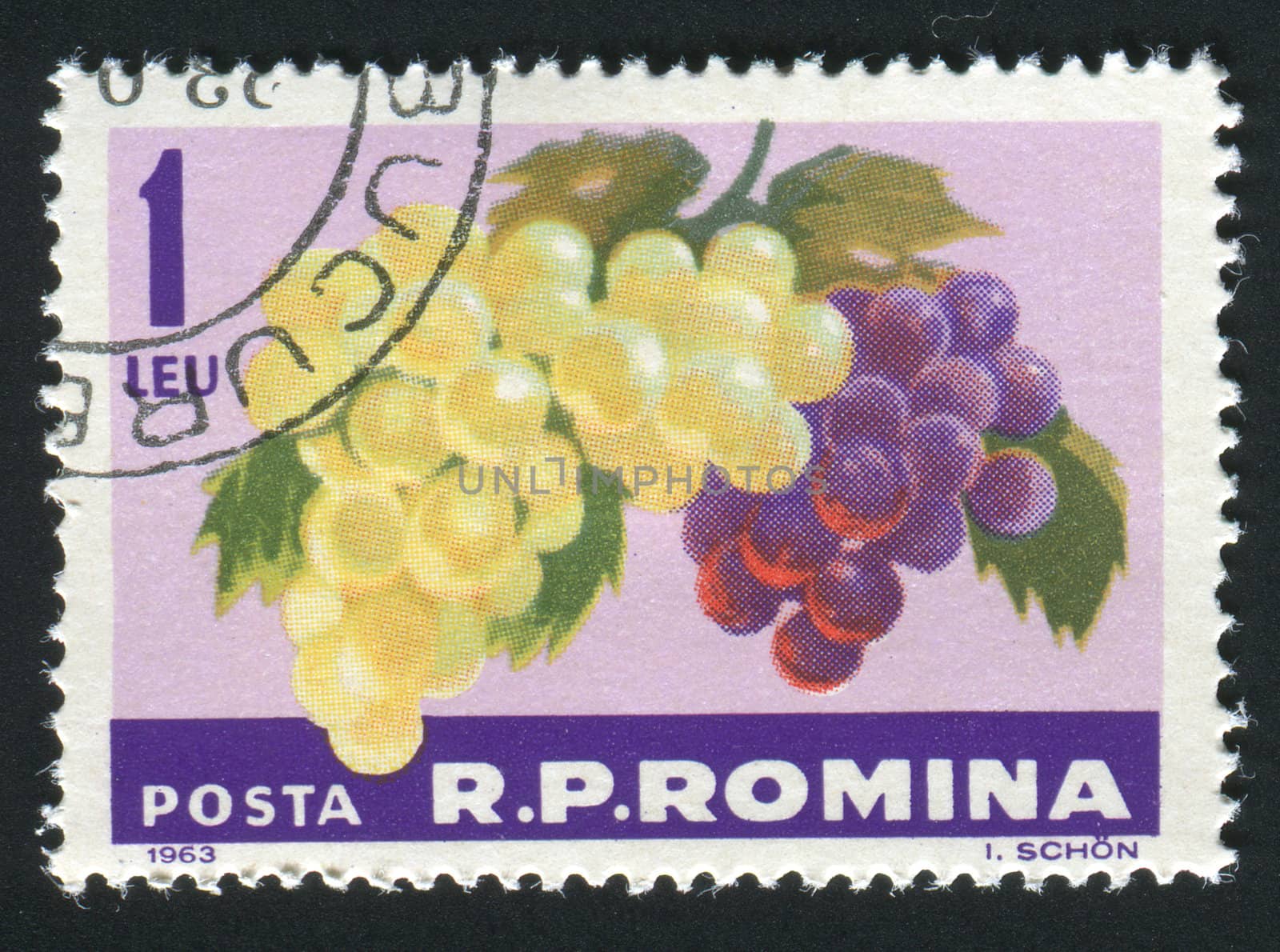 ROMANIA -CIRCA 1963: The grapes hangs on a branch, circa 1963.