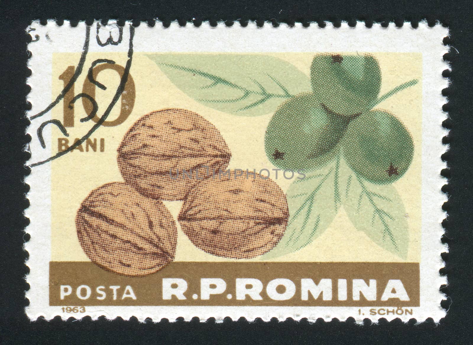 ROMANIA - CIRCA 1963: The walnut hangs on a branch, circa 1963.