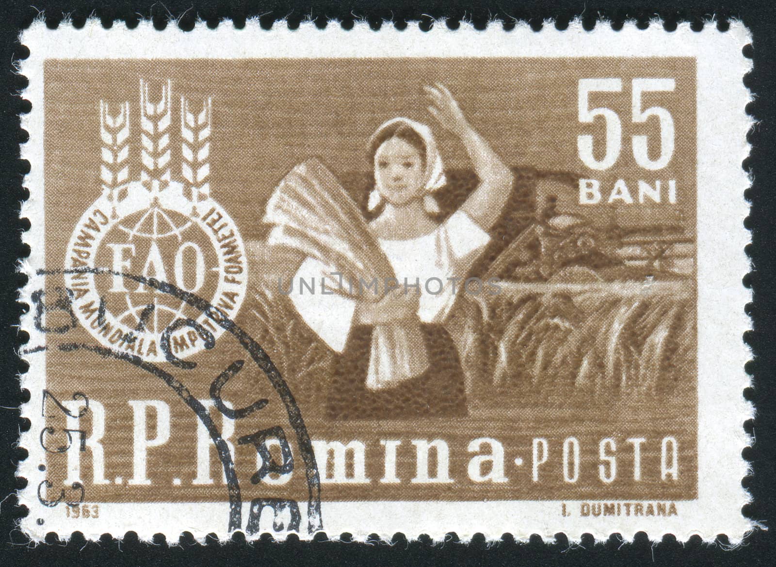 ROMANIA - CIRCA 1963: Beautiful brunette woman in a wheat field and �FAO� Emblem, circa 1963.