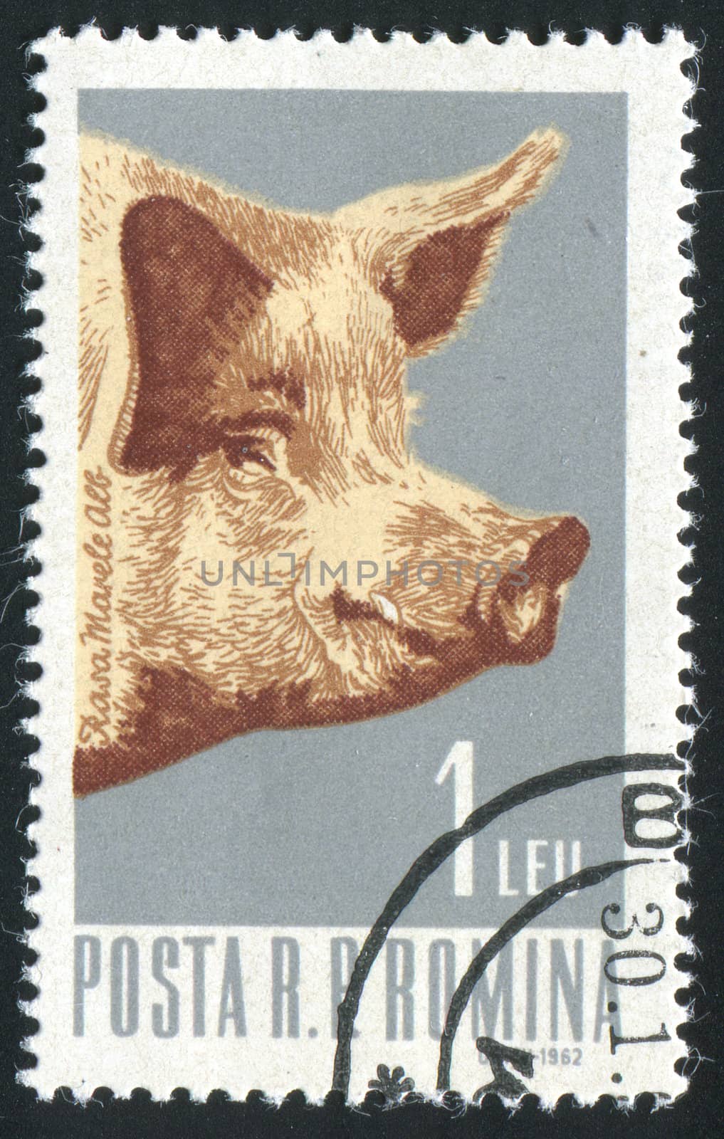 ROMANIA - CIRCA 1962: Industrial cultivation of pig, circa 1962.