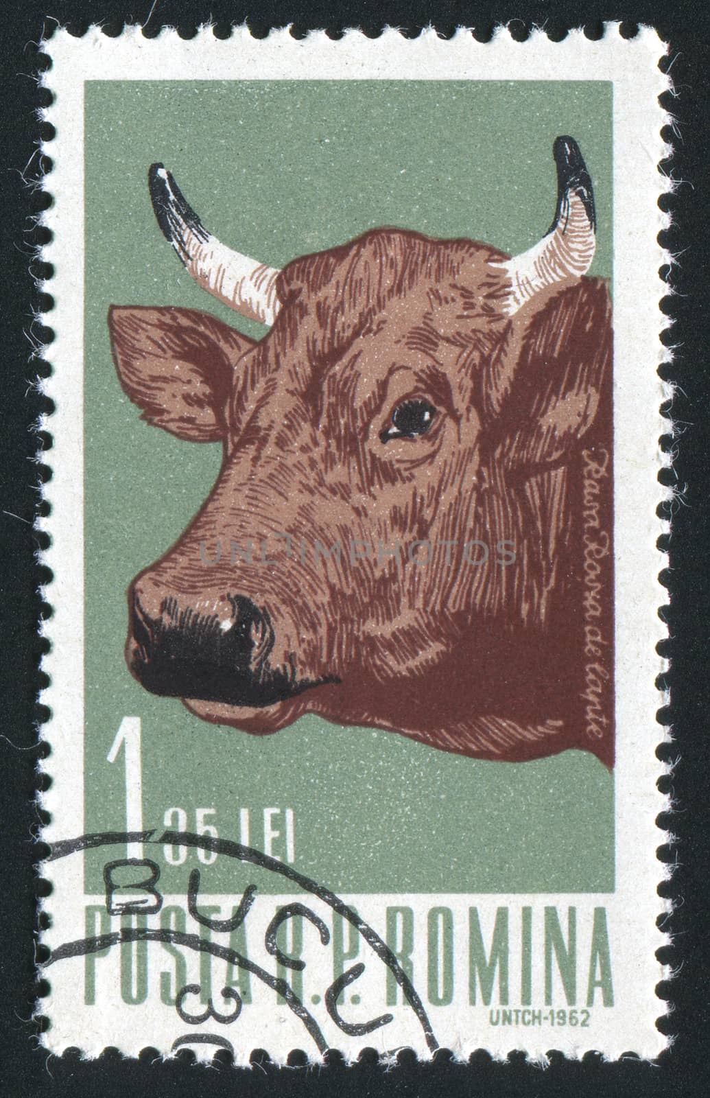 ROMANIA - CIRCA 1962: Industrial cultivation of beef, circa 1962.