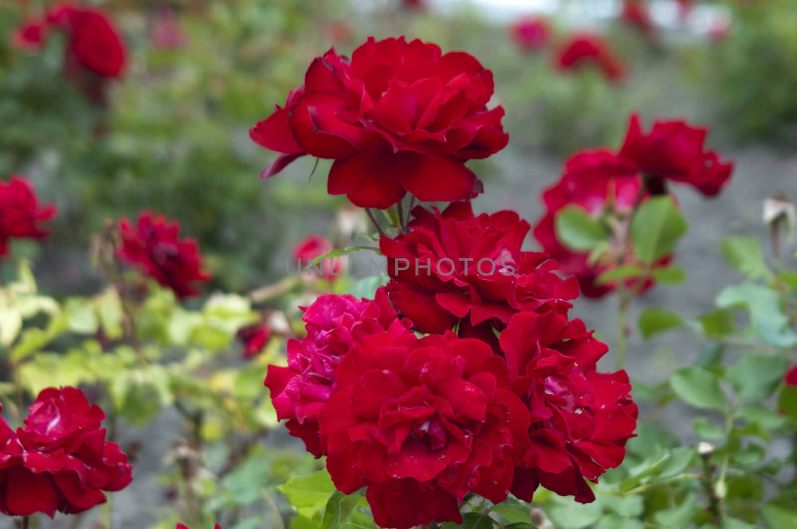 High resolution image. Bush of roses in a garden.