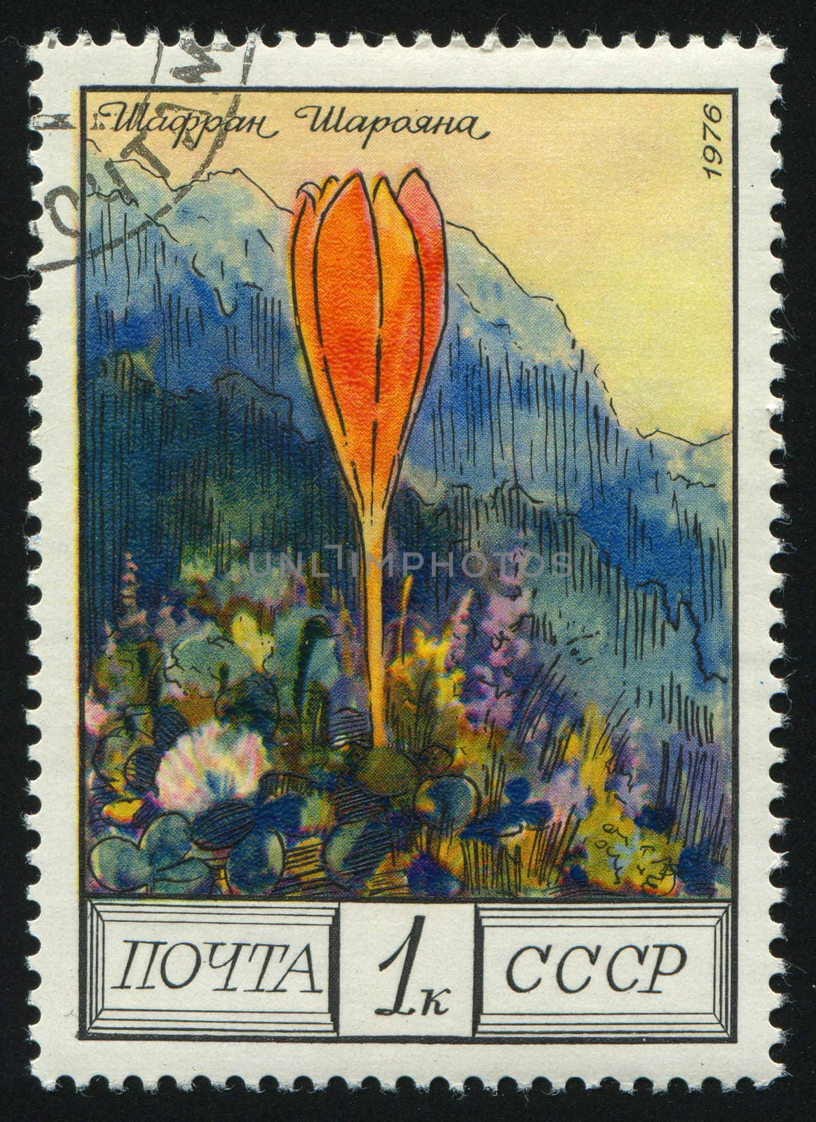 RUSSIA -CIRCA 1976: Flowers of the Caucasus: Saffron, circa 1976.