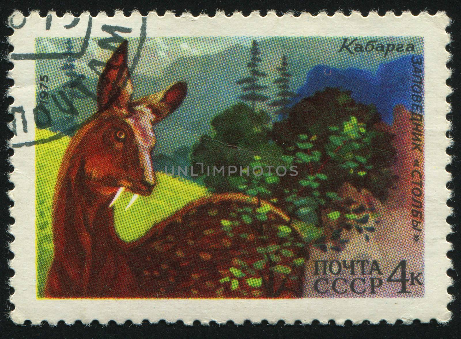 RUSSIA -CIRCA 1975: Siberian musk deer is a musk deer found in the mountain forests of Northeast Asia, circa 1975.