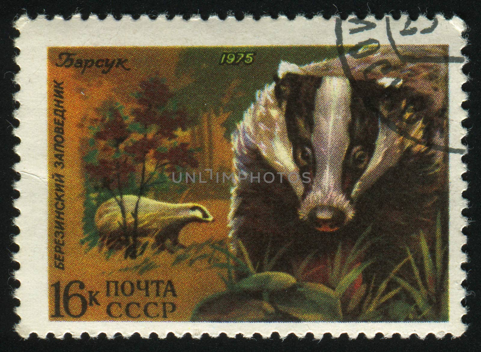 RUSSIA -CIRCA 1975: European Badger is a mammal indigenous to most of Europe, circa 1975.