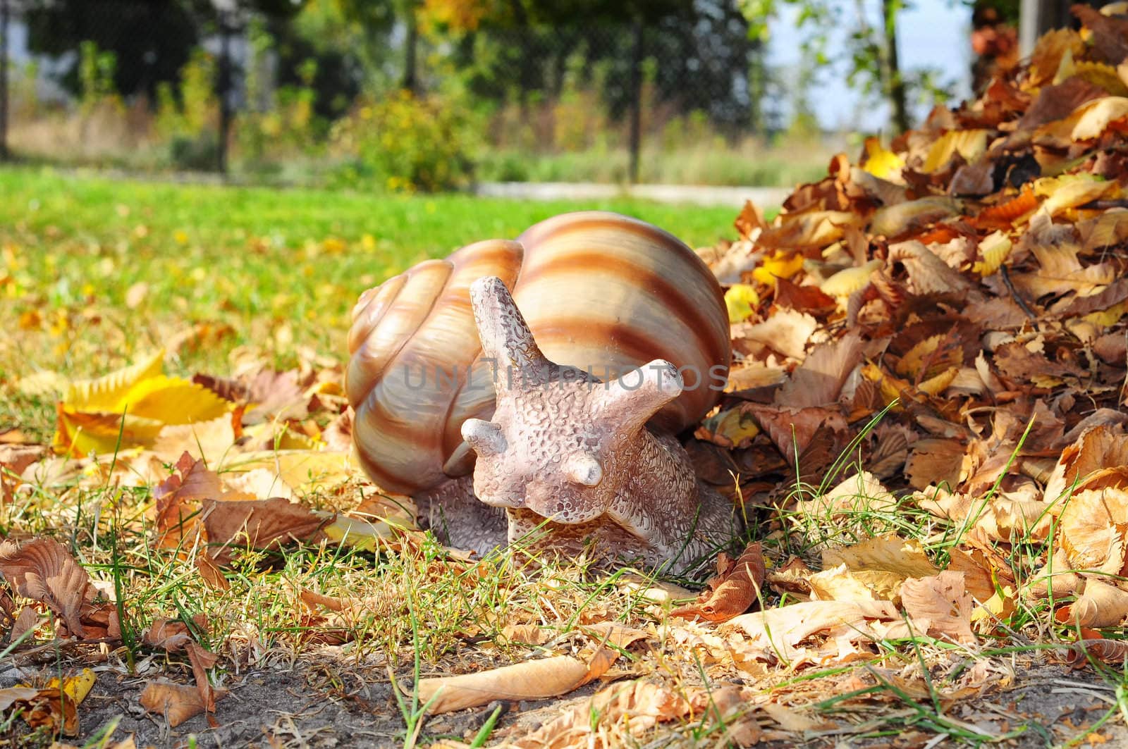 Snail in the grass by elevation
