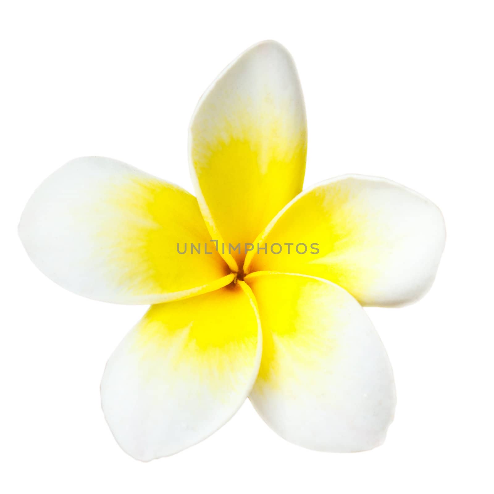 Tropical flower frangipani by dimol