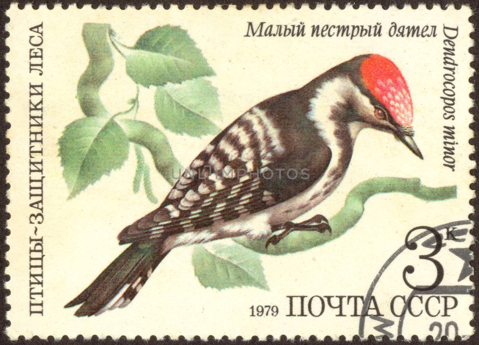 The Soviet mark. Scanned stamp. Woodpecker sitting on a tree.