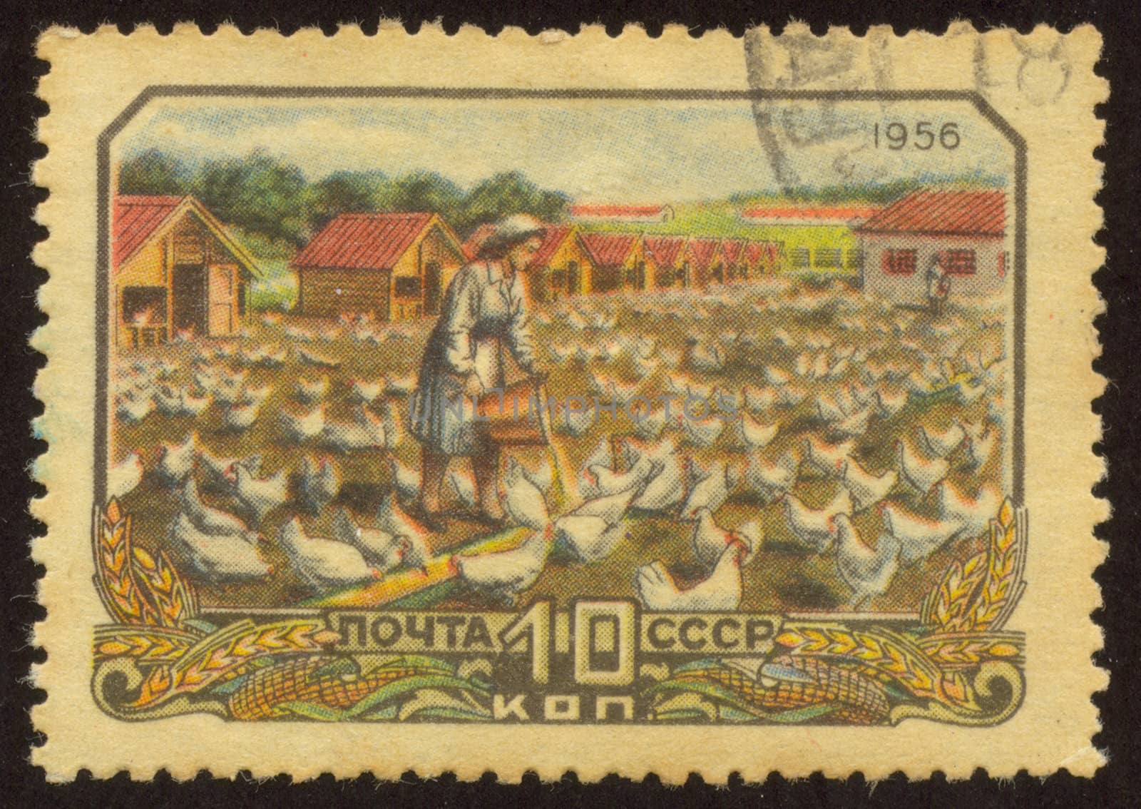 The scanned stamp. The Soviet stamp. Cultivation of chickens on a farm.