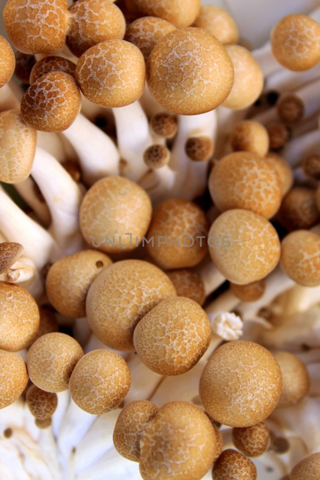 A basket full with king trupet mushrooms