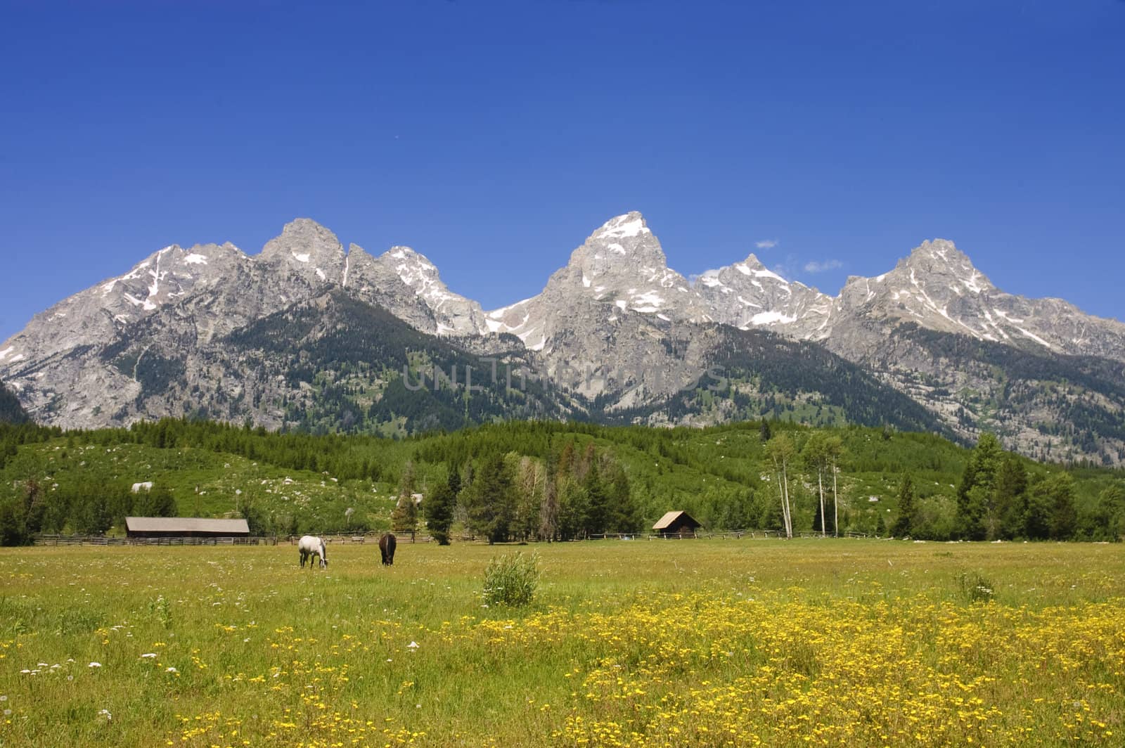 pastoral scene of horses grazing in a meadow in the Grand Tetons