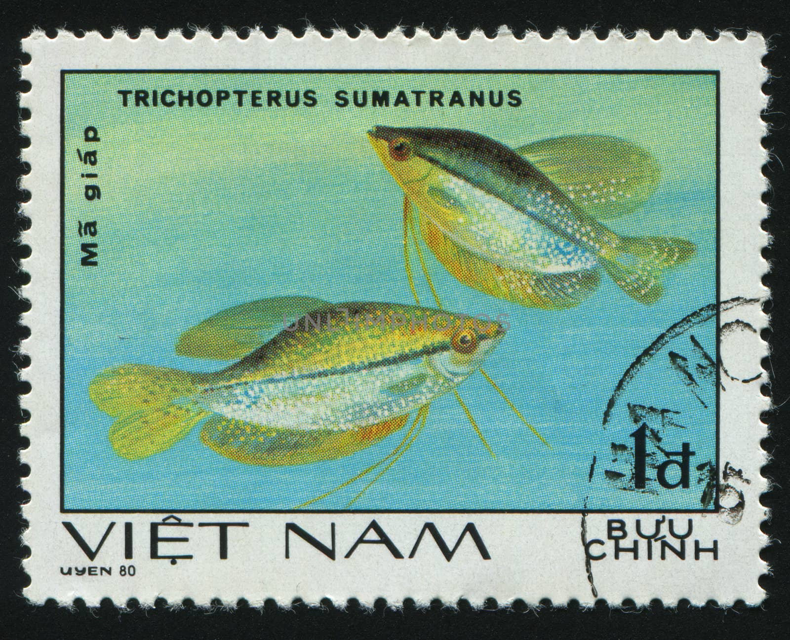 VIET NAM - CIRCA 1980: Ornamental Fish. Trichopterus sumatranus, circa 1980