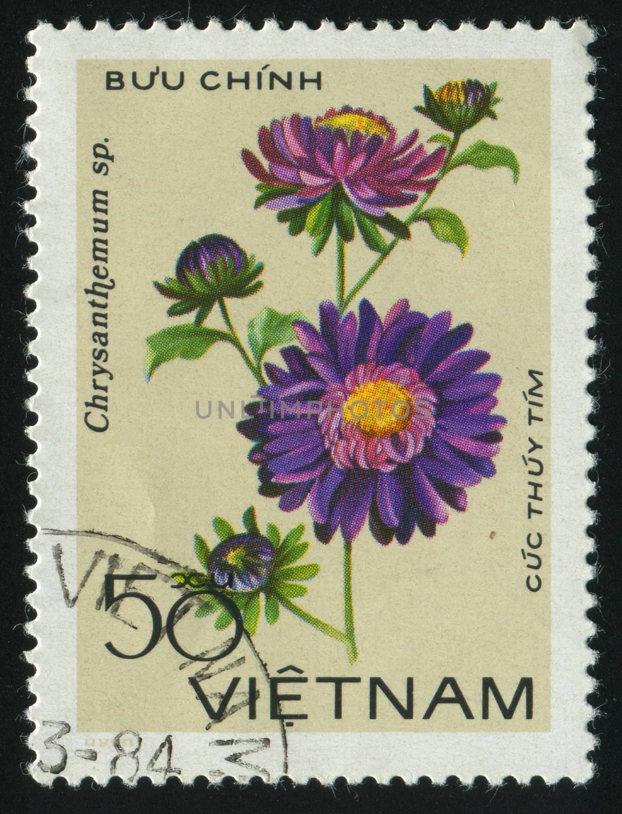 VIET NAM - CIRCA 1984: Flora Chrysanthemun, circa 1984.