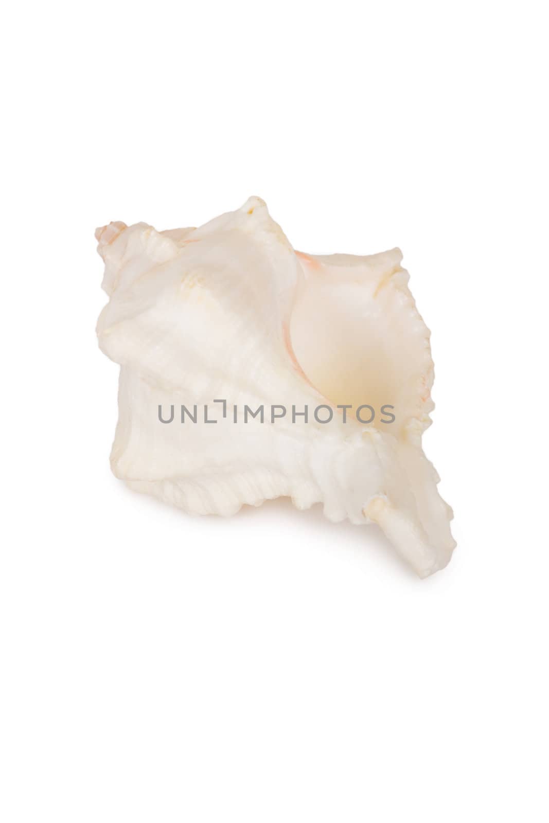 Beautiful seashell isolated on a white background