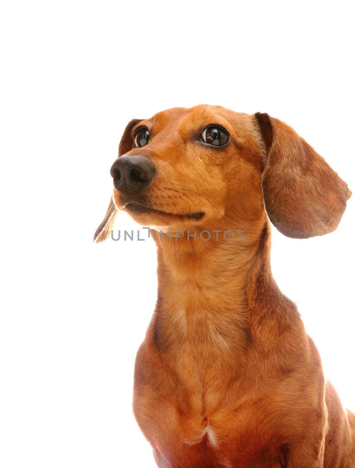 dachshund