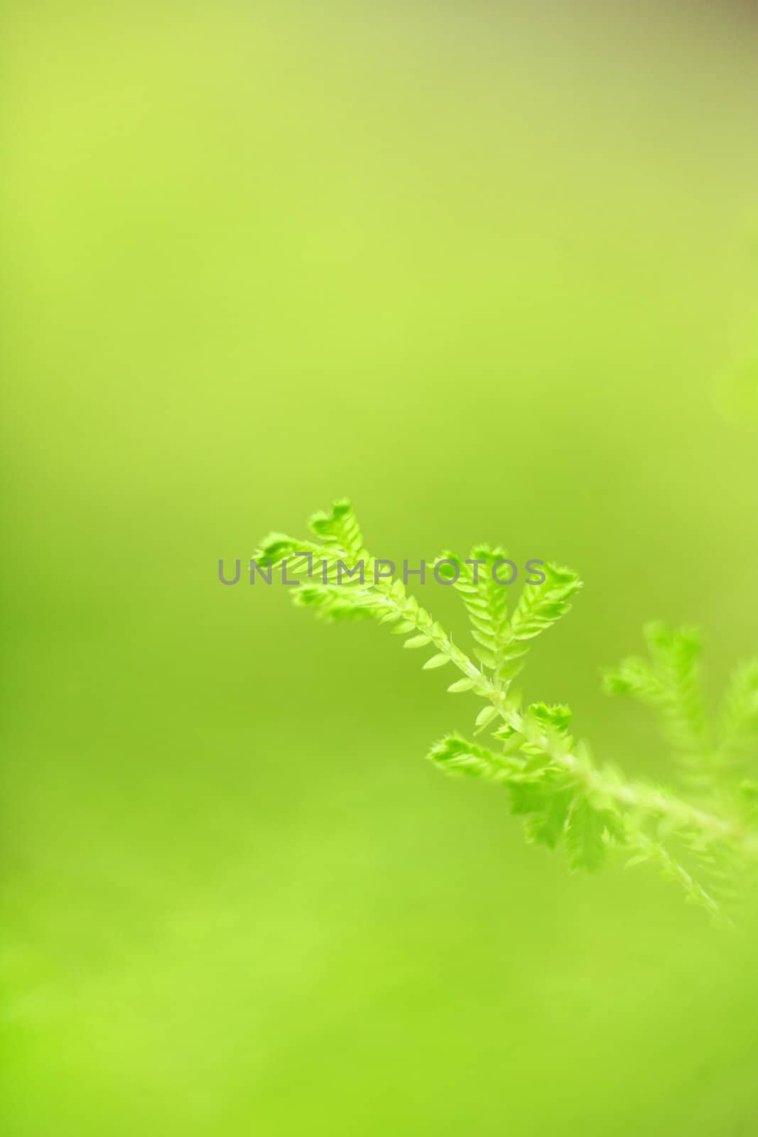 Fresh green grass, selective foucs