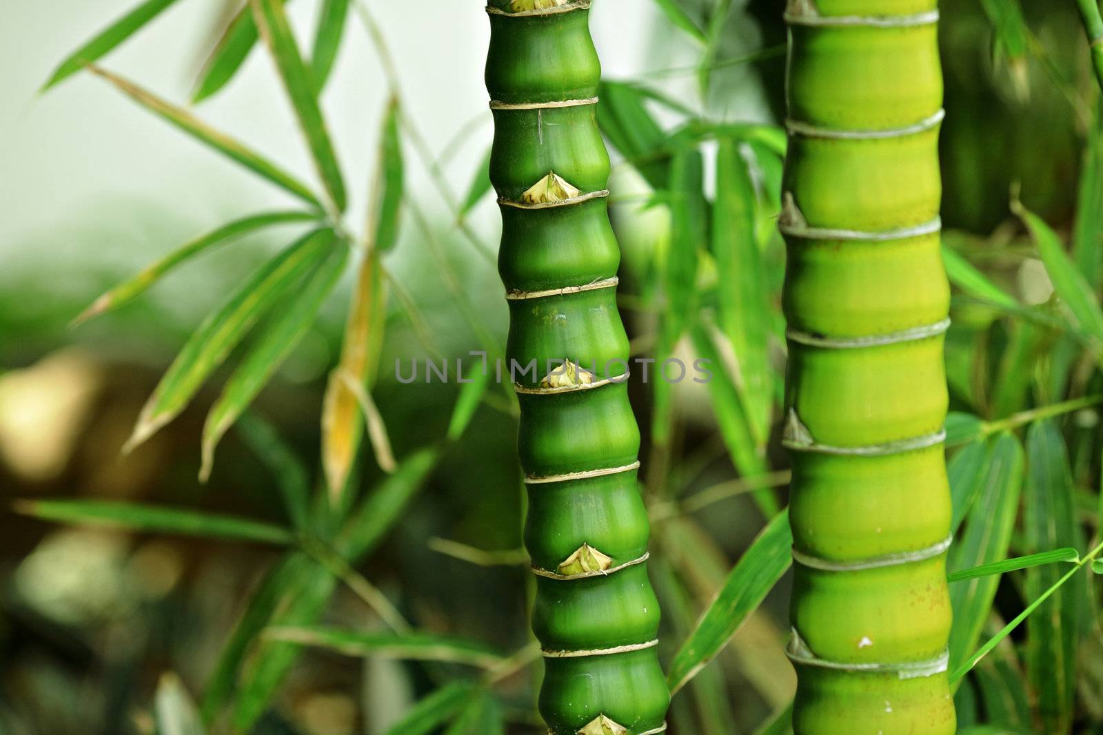 bamboo