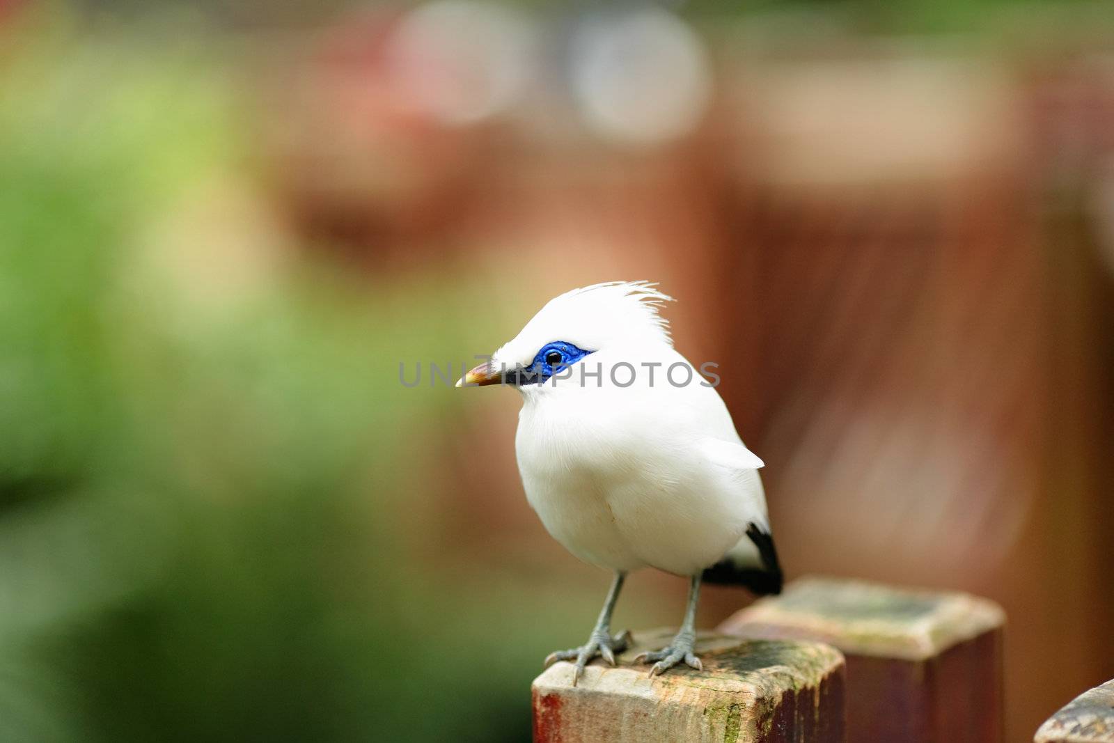 Bali Starling