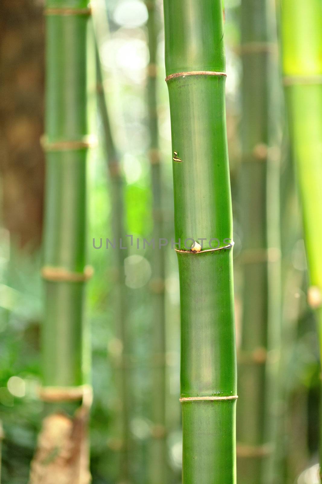 bamboo