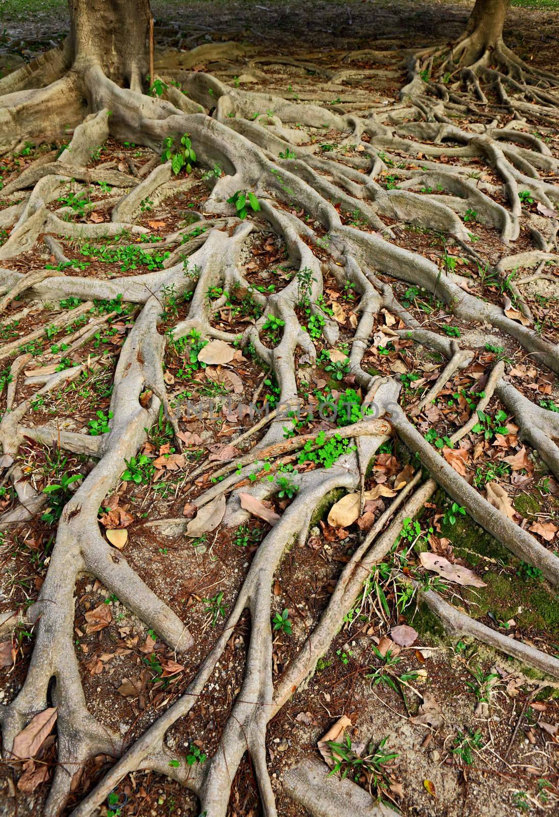 tree roots