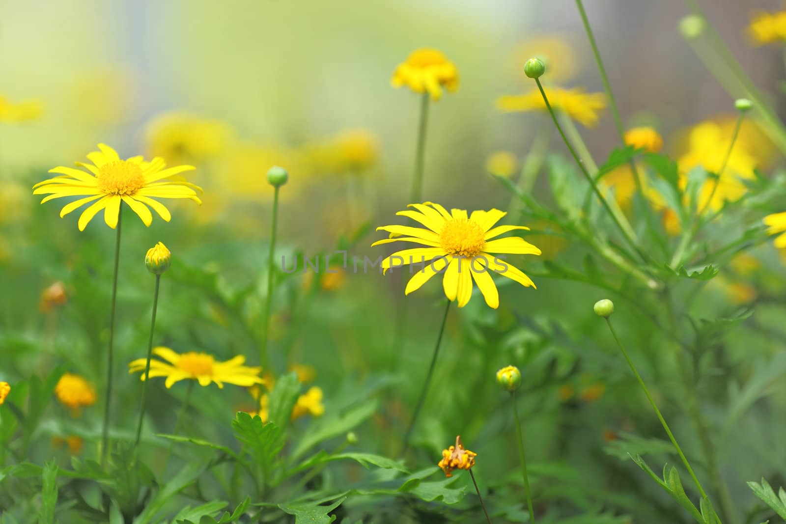 yellow flower