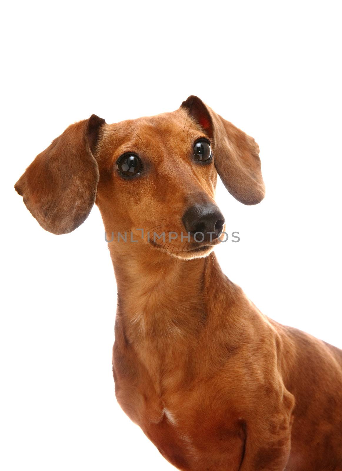 dachshund