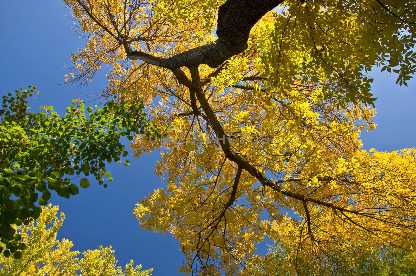 Autumn maple branch with yellow leaves against the blue clear sky.