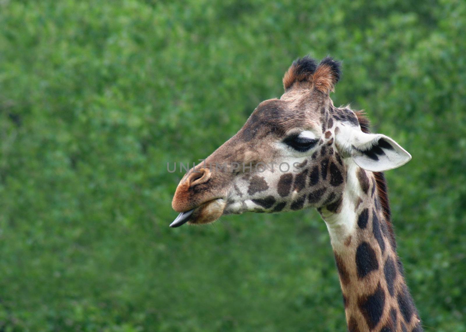A giraffe sticking out it's tongue.