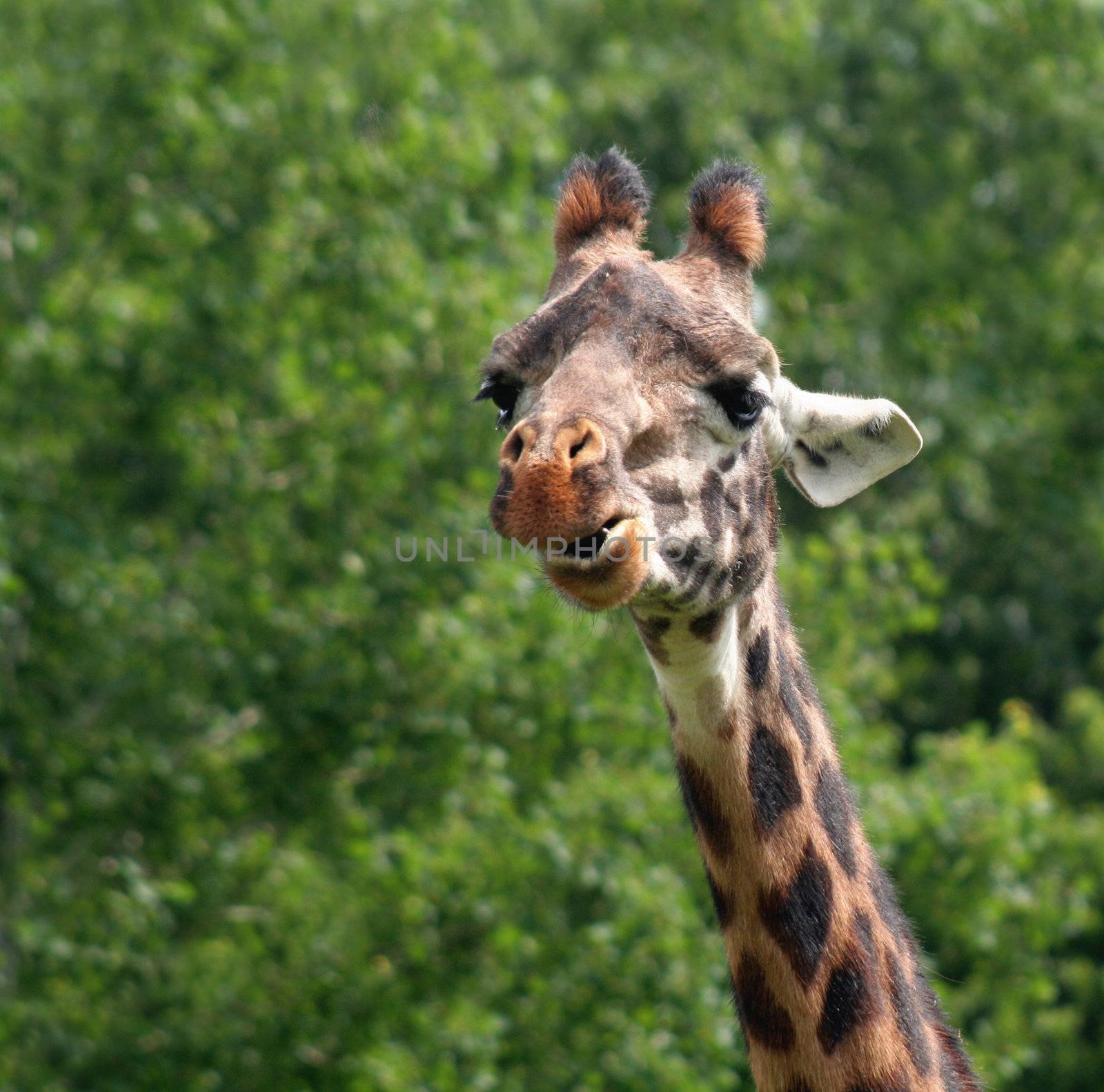 A giraffe chewing against a green background.