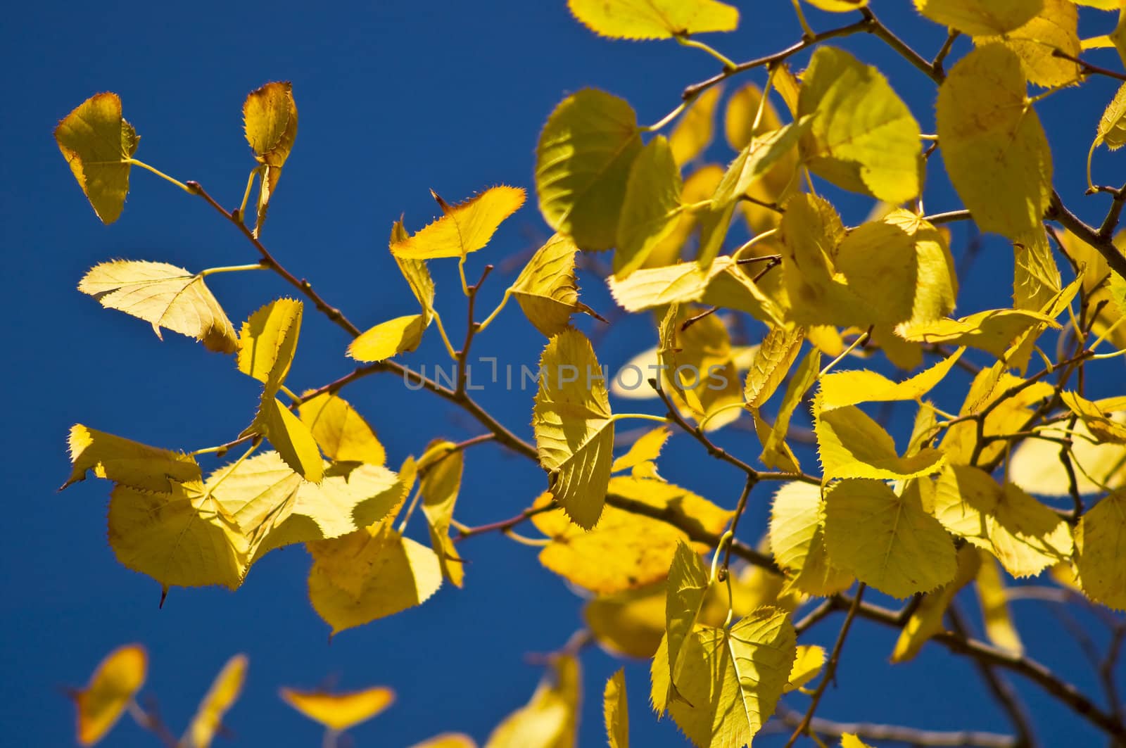 Autumn linden branch with yellow leaves against the blue sky. Close-up.