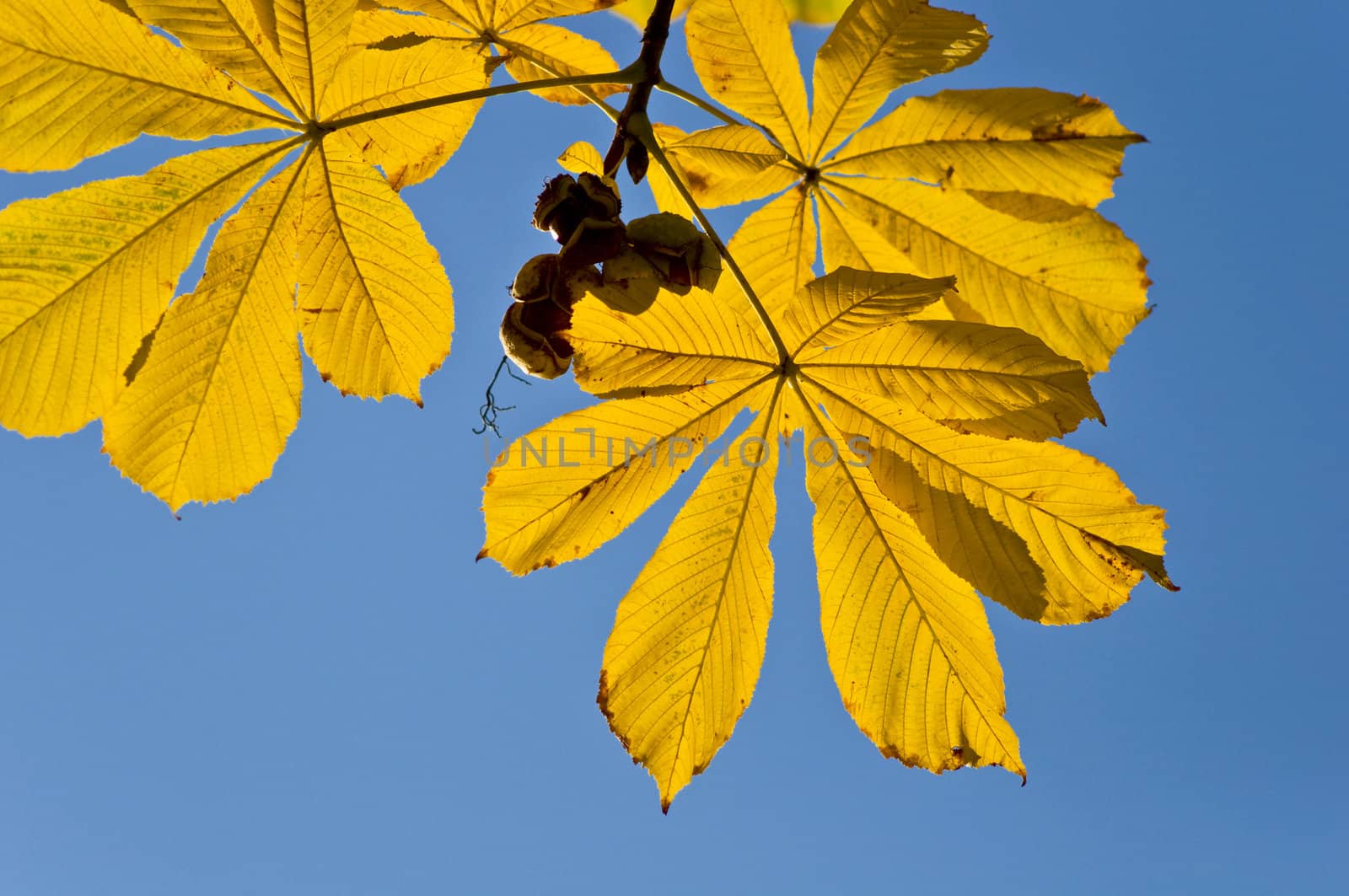 Autumn chestnut branch with yellow leaves against the blue sky. Close-up