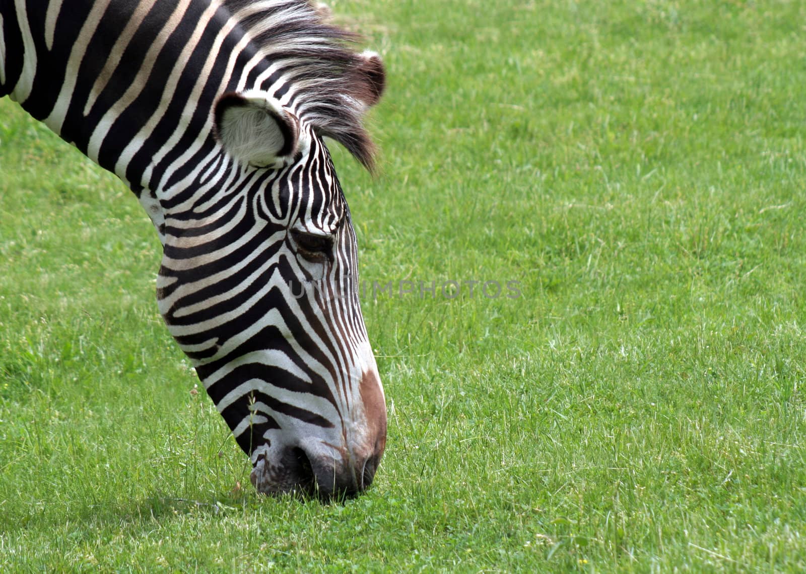 A zebra grazing on green grass.