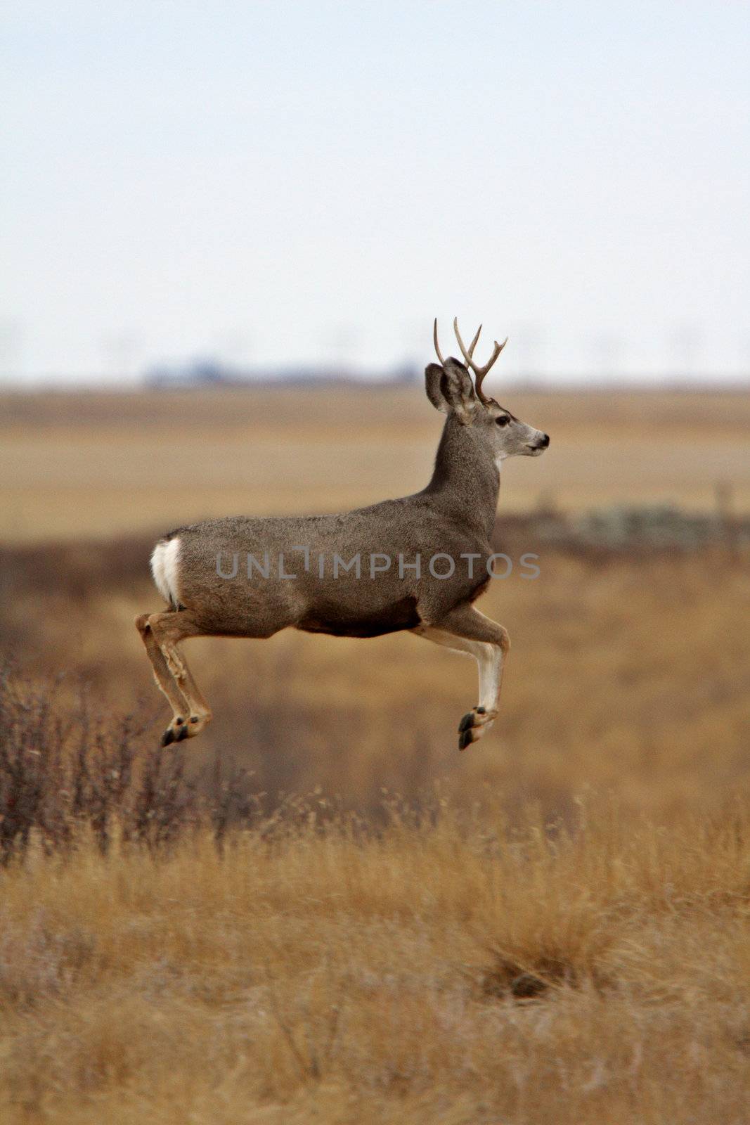Mule Deer buck bounding over prairie