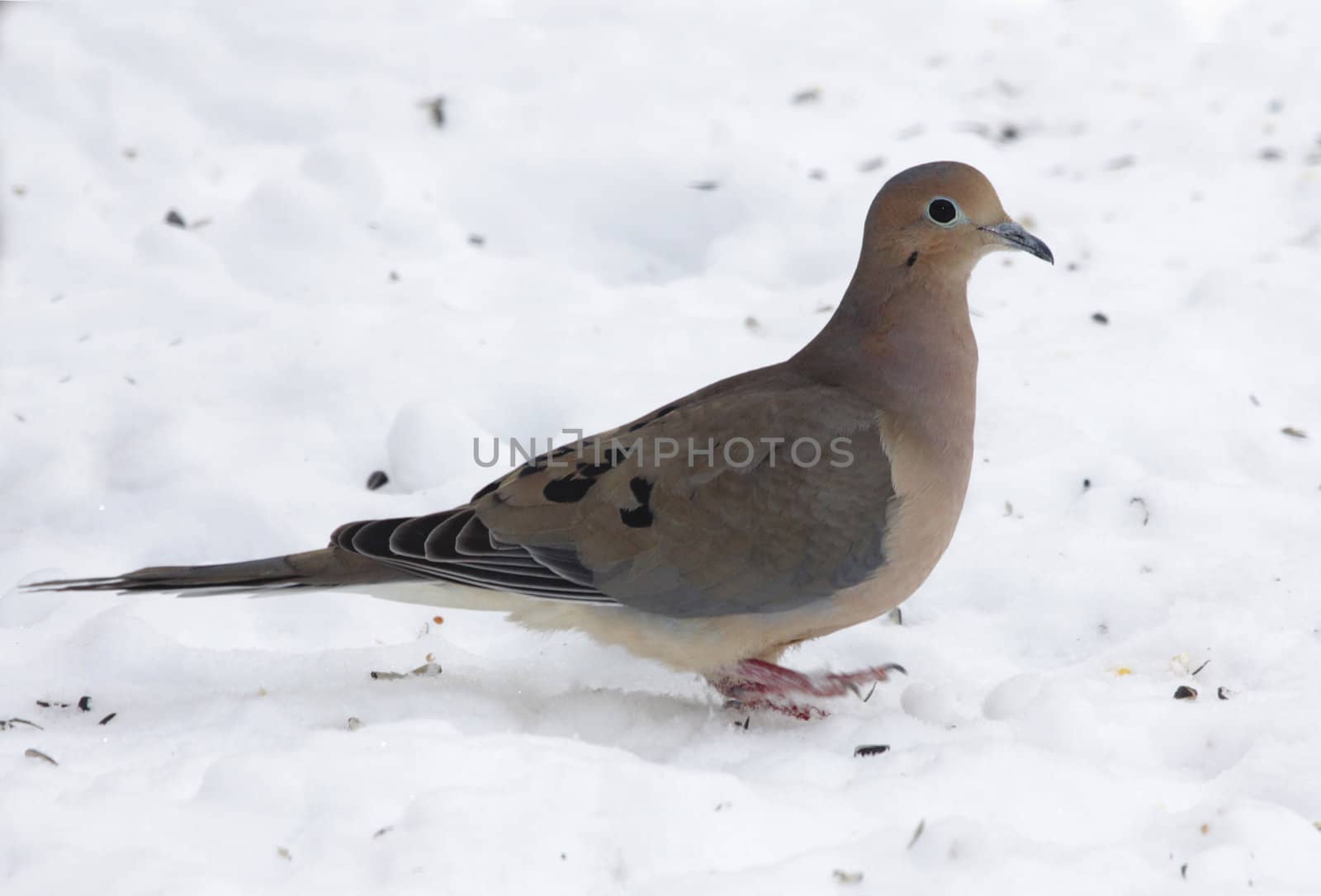 A Mourning Dove in the snow, perked up at attention.
