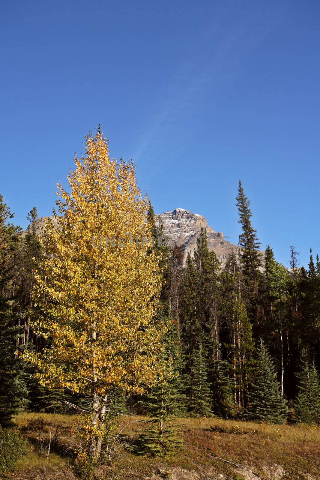 view of forests and mountains in Jasper National Park