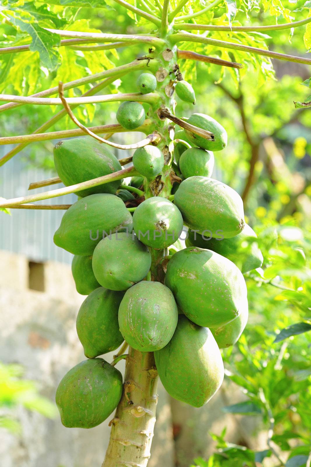 papaya tree