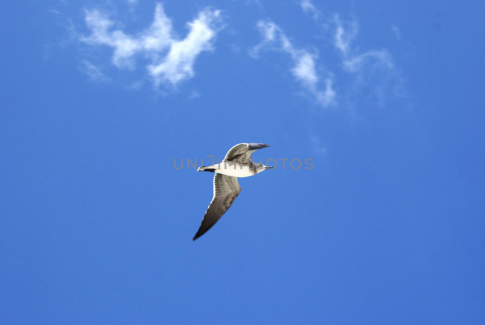 Seagull flying above